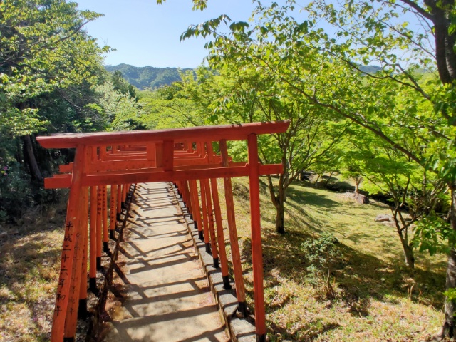 朱紅鳥居群