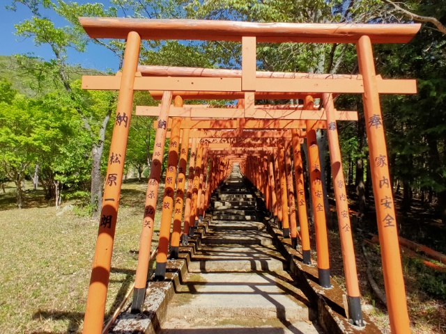 朱紅鳥居群