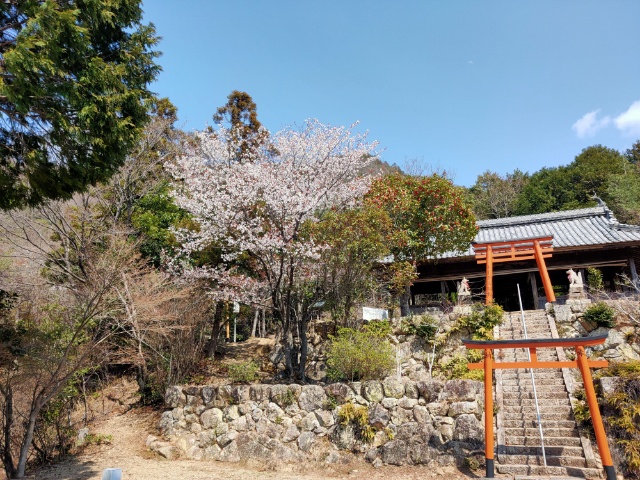 春季櫻花與本殿