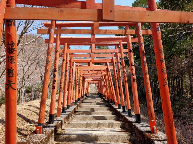 朱紅鳥居群