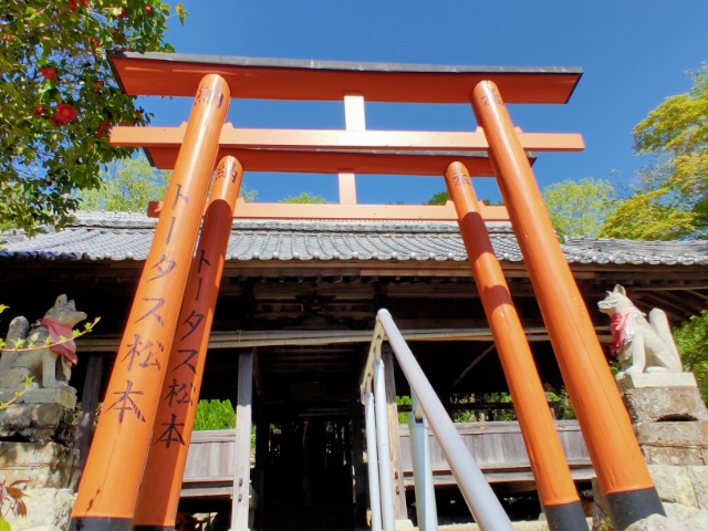 Torii donated by Tortoise Matsumoto